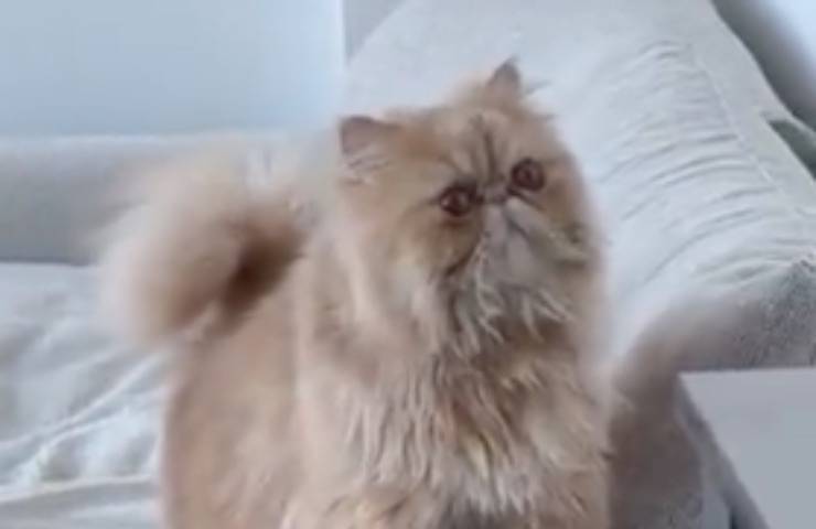 buffo felino irrompe