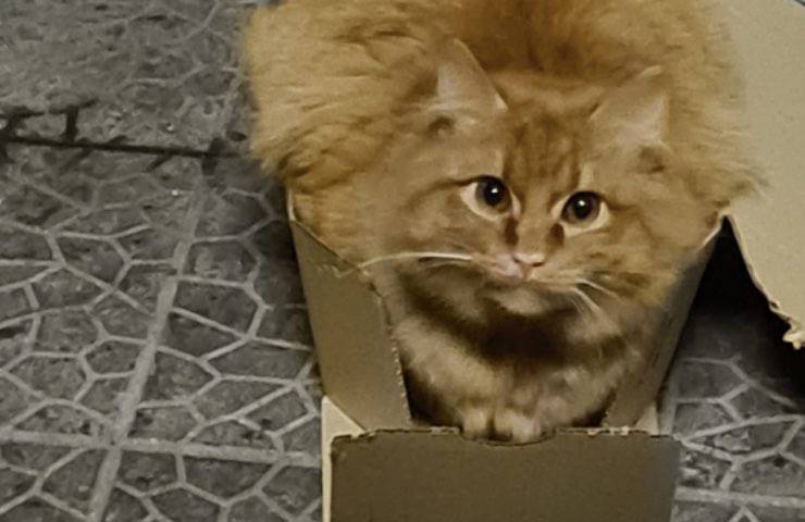 micio arancione rubato Salento