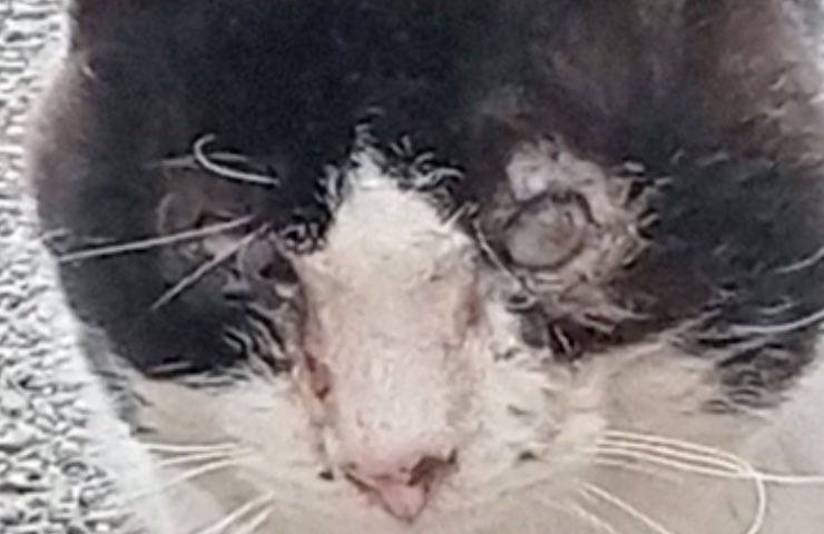 trovato scogli ulcere occhi