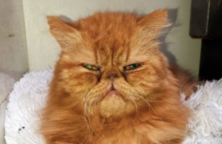 micio arancione vermin appartamento