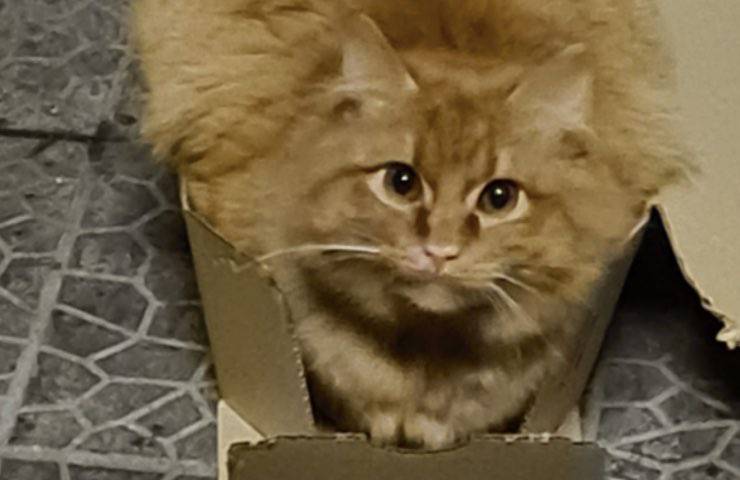felino strada scatola puglia