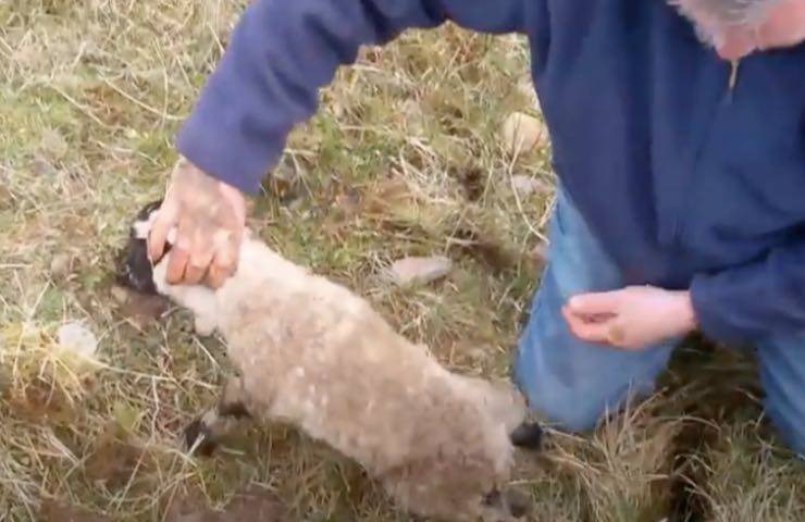 estrazione salvataggio animaletto vivo 