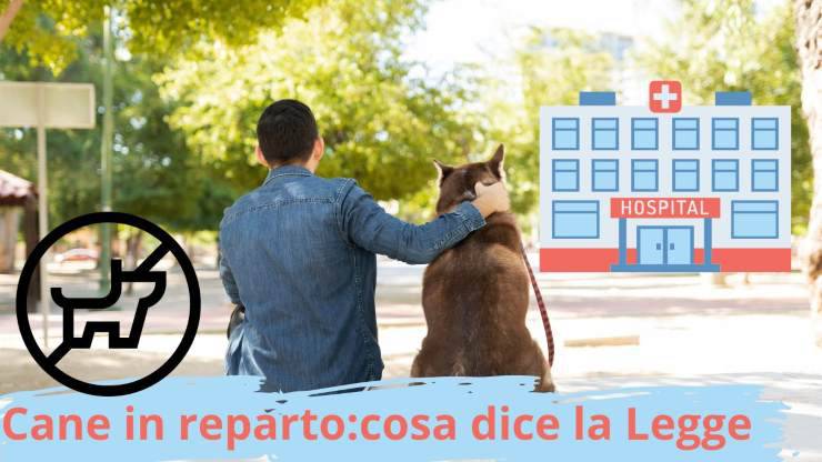 cane in ospedale