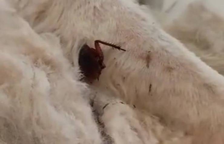 insetto tra il pelo del cane video