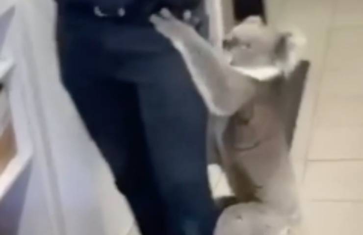 koala entra autostazione abbraccia