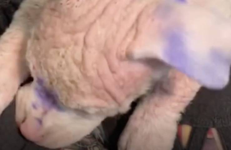 pelosetta recuperata colore diverso 