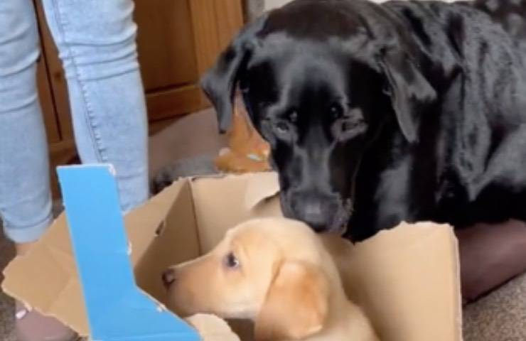 fido contenitore scopre fratellino