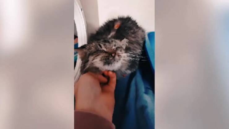 gatto abbandonato anziano