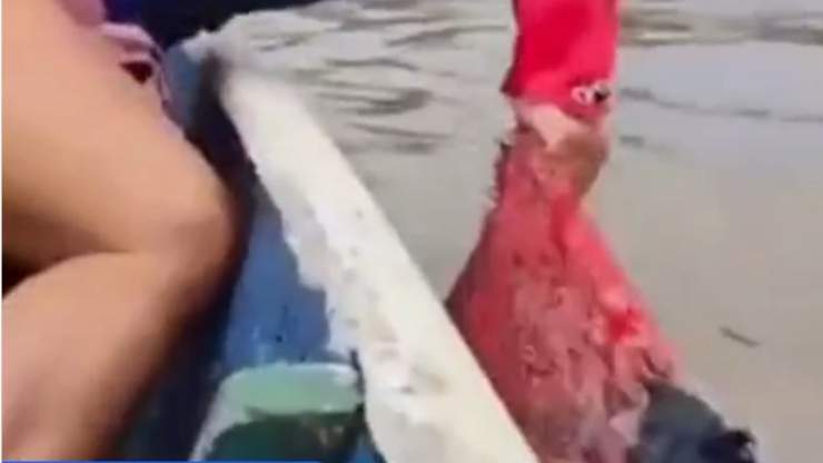 Lo chiudono in un sacco della spazzatura e poi lo lanciano nel fiume 
