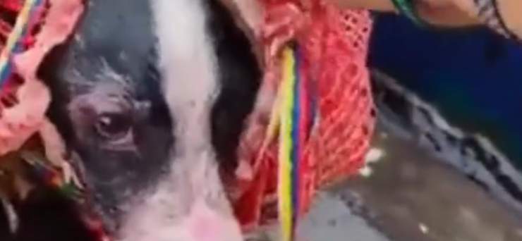 Lo chiudono in un sacco della spazzatura e poi lo lanciano nel fiume 