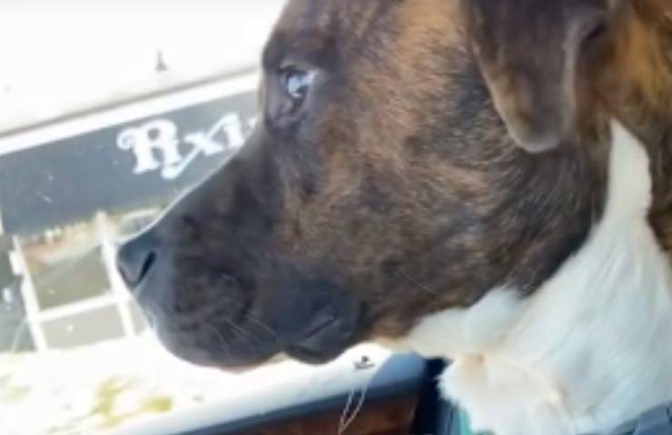 fido auto recuperato sguardo