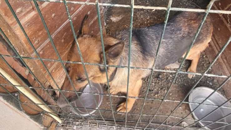 cane trovato scantinato