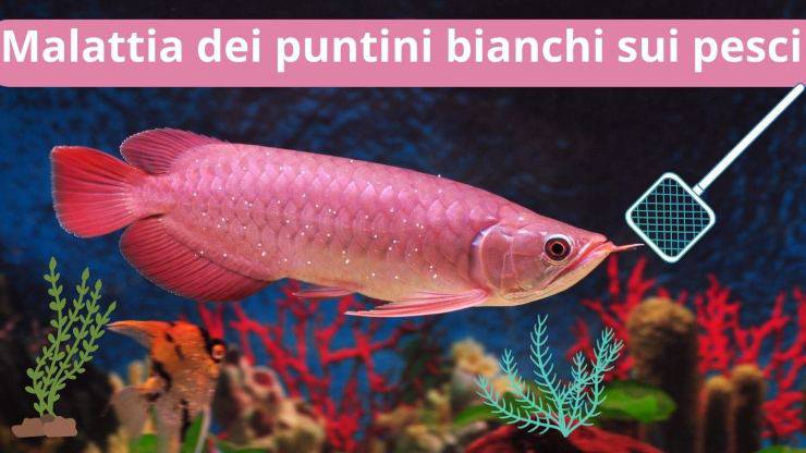 Pesce nuota in acquario