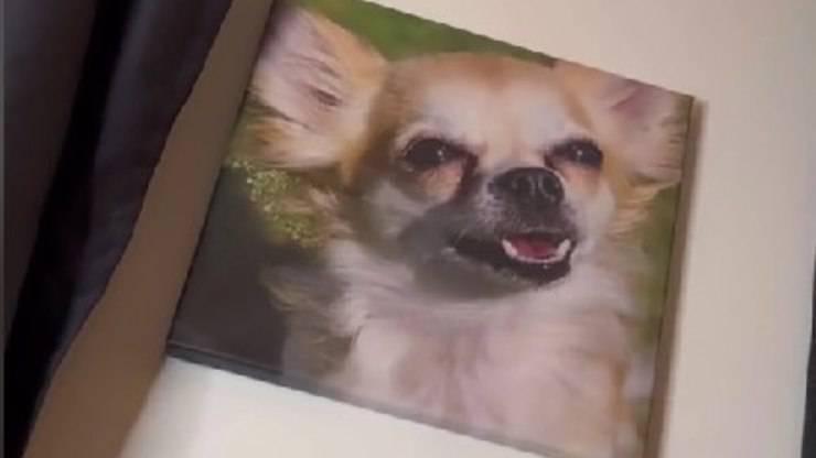 papà single chihuahua