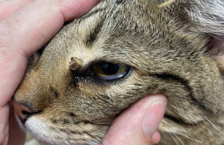 gatto spina trafigge occhio