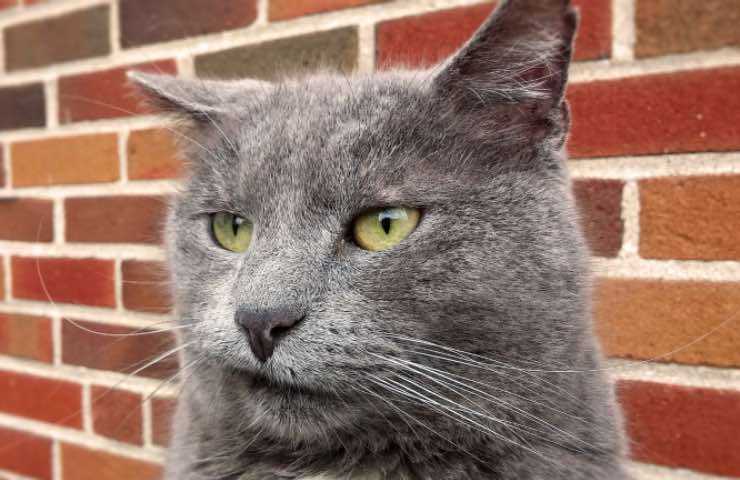 felino umore grigio infastidito 