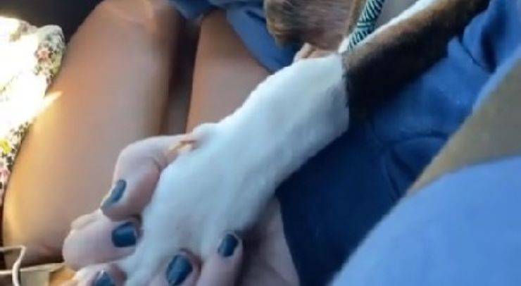 cane non lascia la mano tiktok