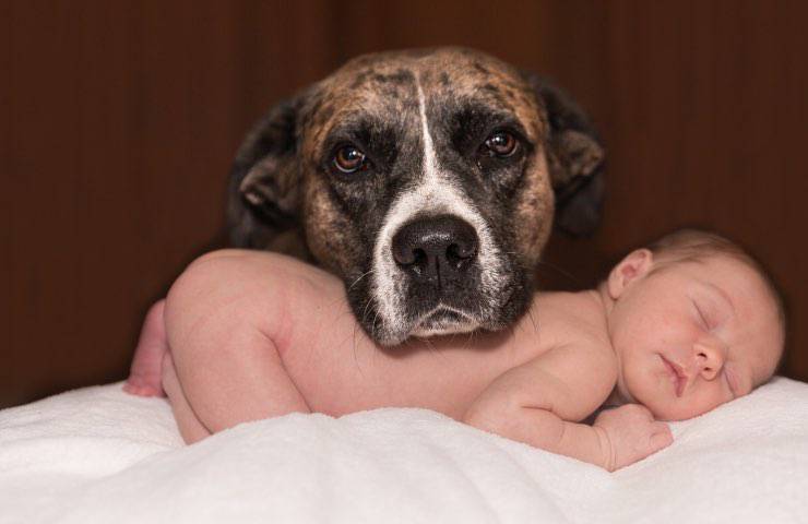 Cane Muso Bambino