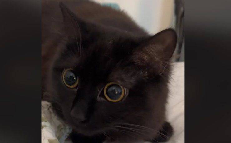 gatto spalanca pupille