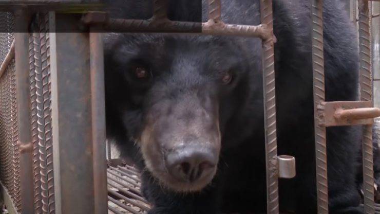 Orso scambiato per cane