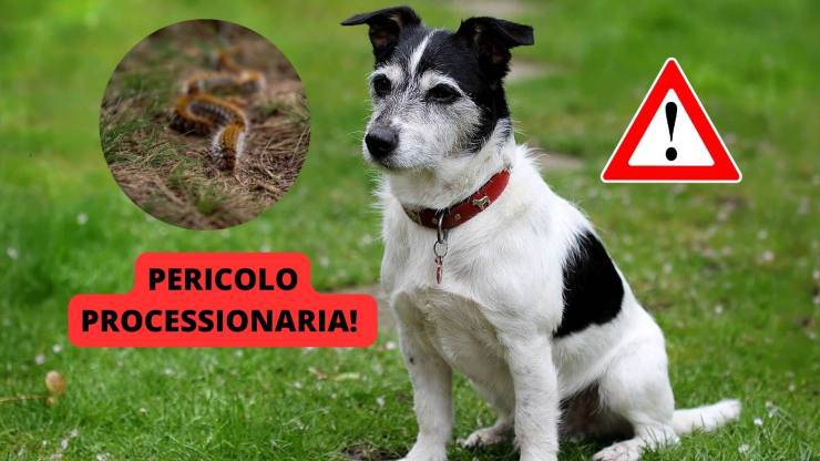 processionaria pericolosa per il cane