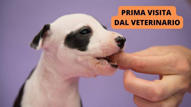 cucciolo cane bianco e nero 