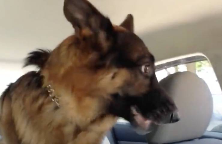 cane capisce diretti reagisce
