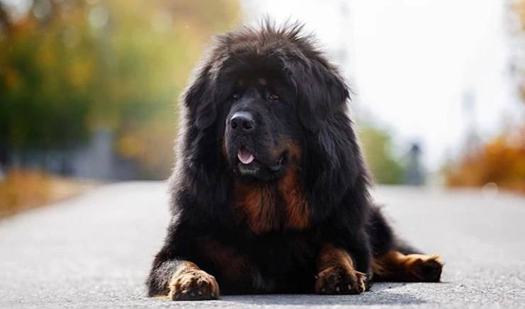 pastore tibetano scambiato per orso