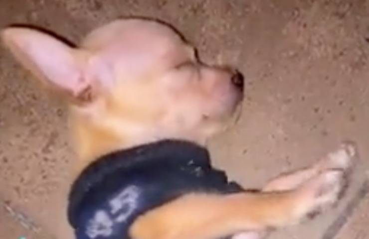 cagnolino moncho sonno profondo