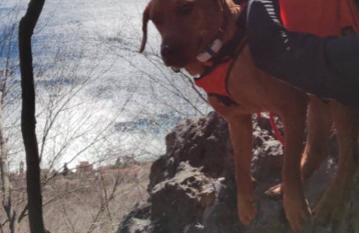 fido appeso vigili fuoco