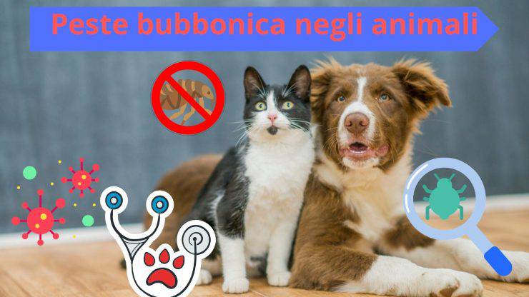 Peste in cani e gatti