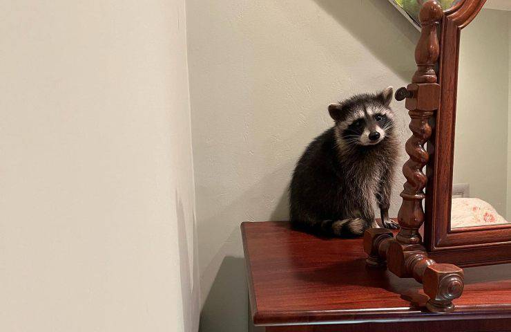 procioni invadono casa