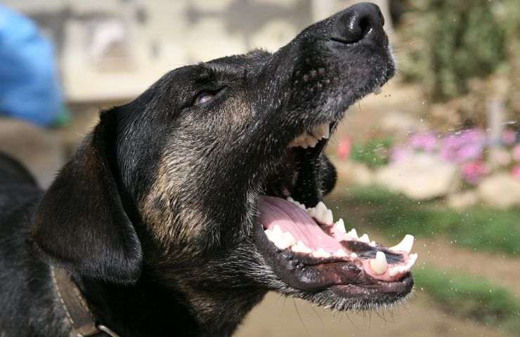 Cane abbaia