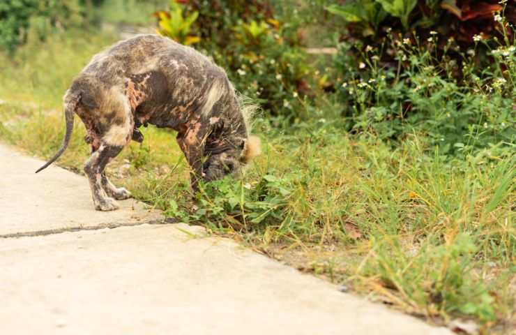 Cane randagio