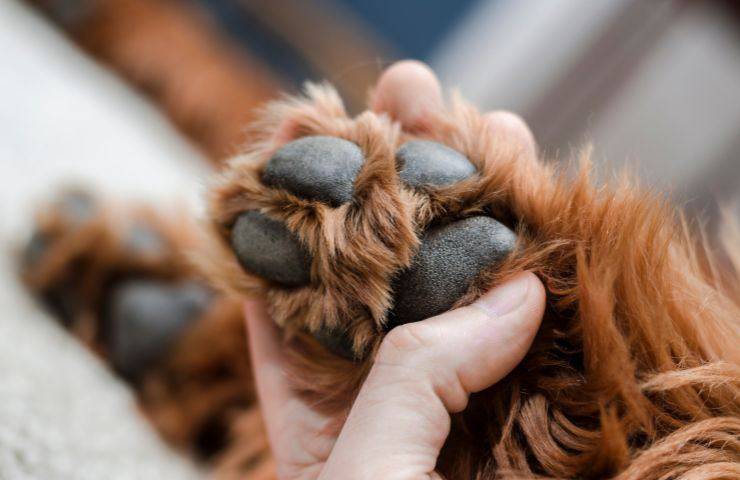 Cane e padrone