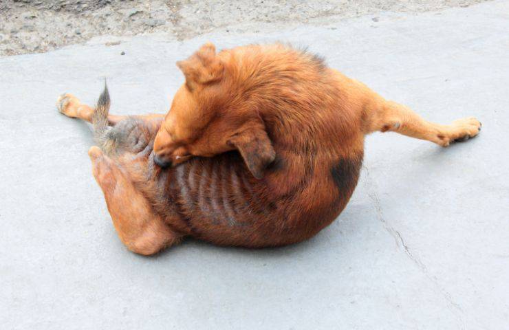 Cane si gratta