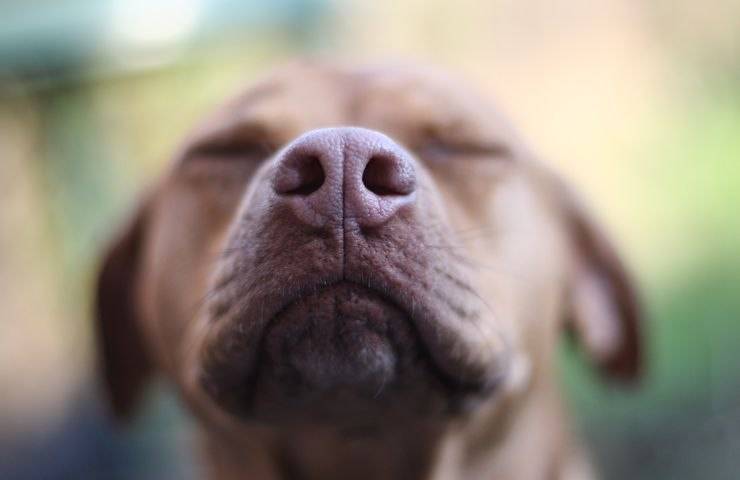Cane annusa
