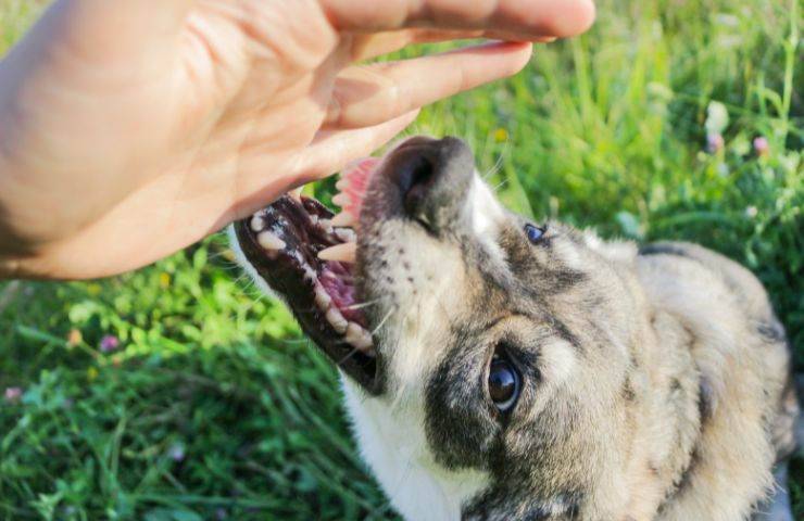 Cane aggredisce