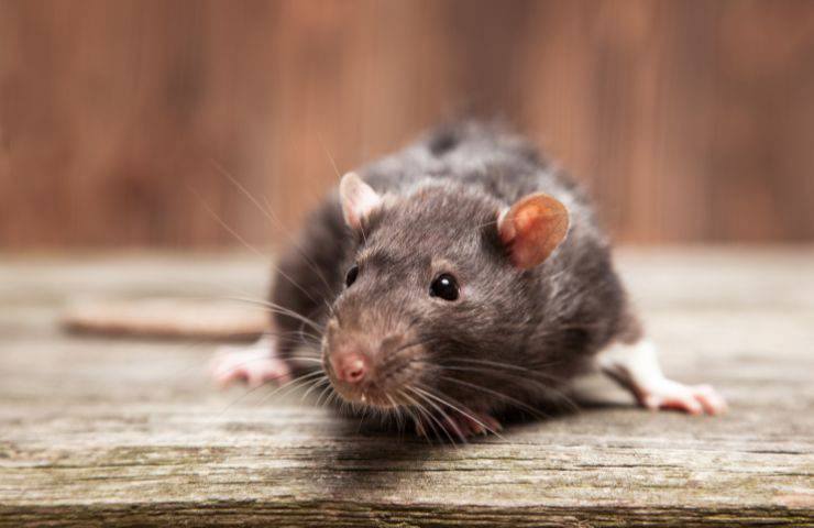 Ratto