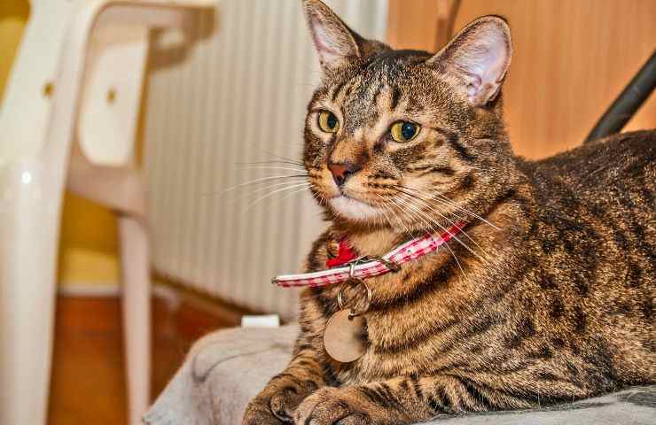 Collare con targhetta per gatti