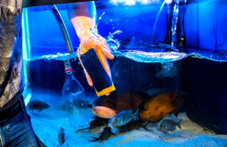 Pulizia dell'acquario