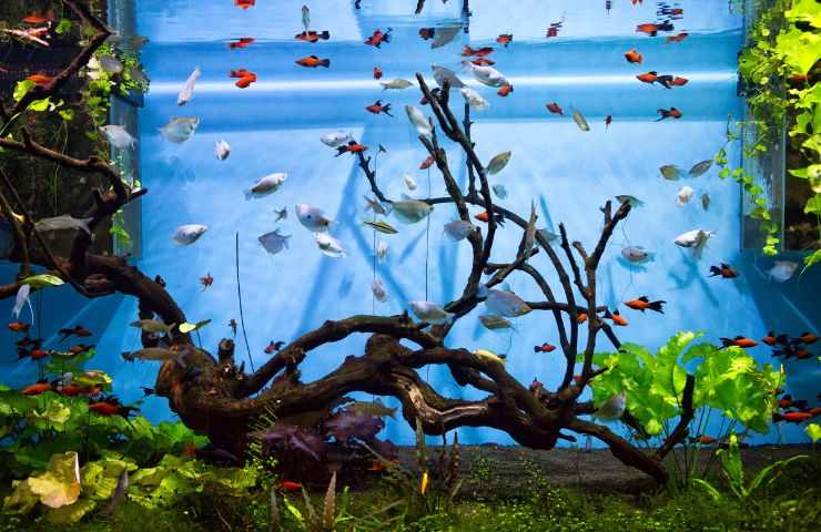 Acquario con piante