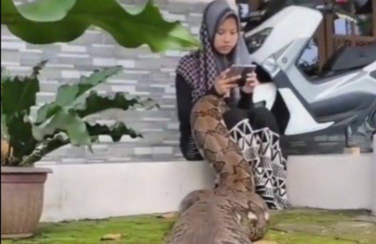 video serpente in braccio
