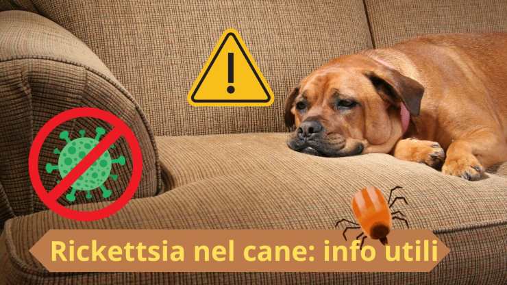 Malattia infettiva nel cane