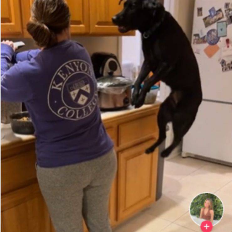 salti gioia cane Labrador