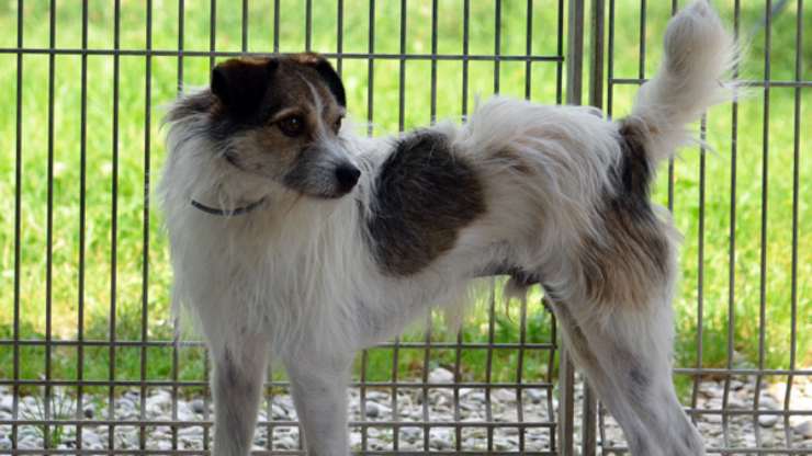 cane scotty belluno