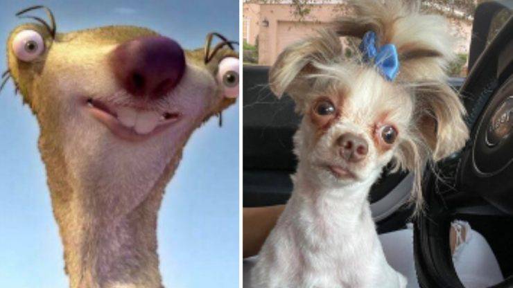 cane sid era glaciale