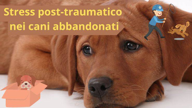 Cane abbandonato