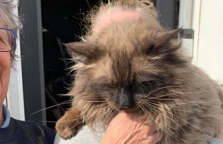 gatto estratto macerie
