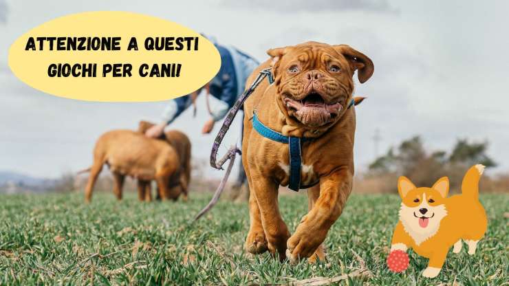 Attenzione a questi giochi per cani